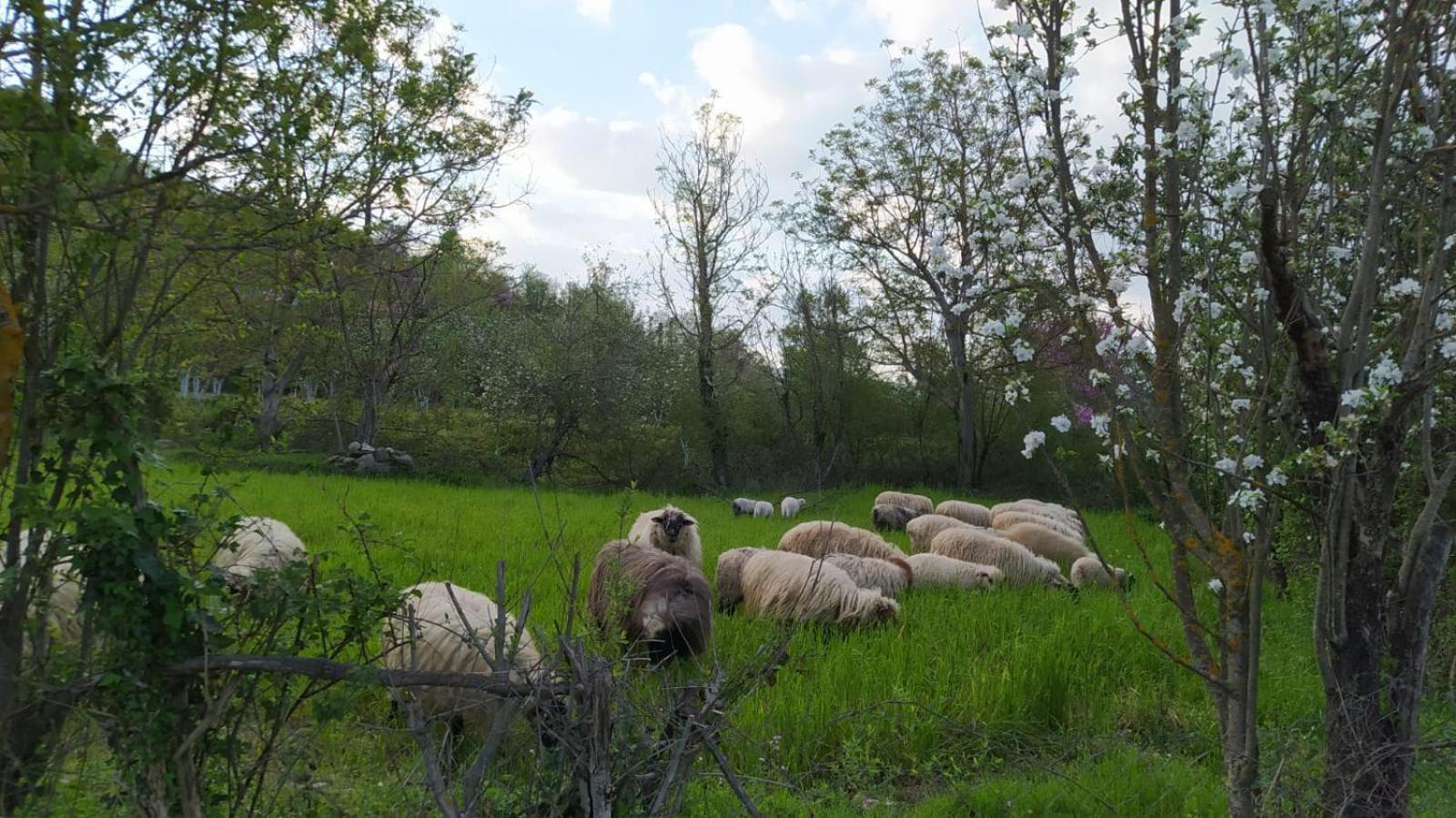 Spring Village Përmet