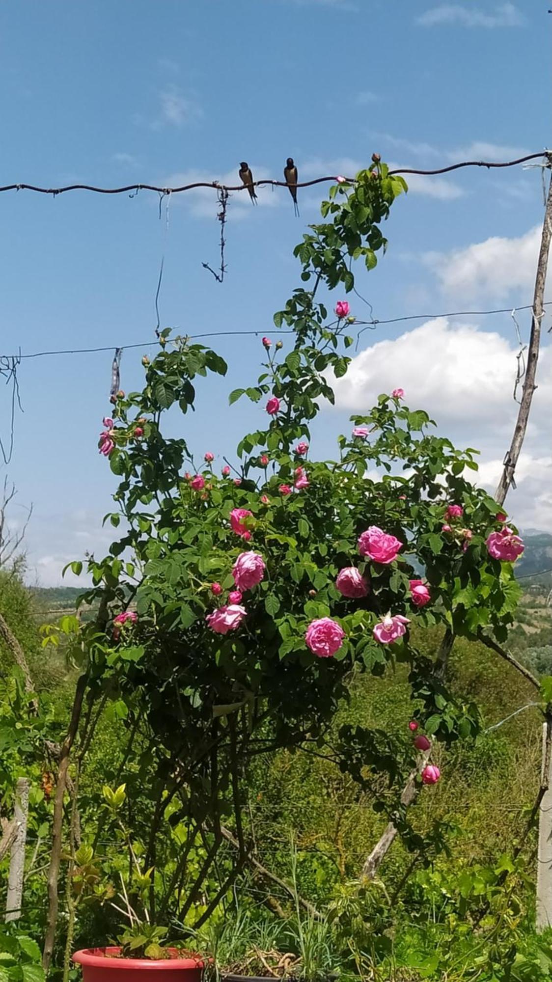 Appartamento Spring Village *