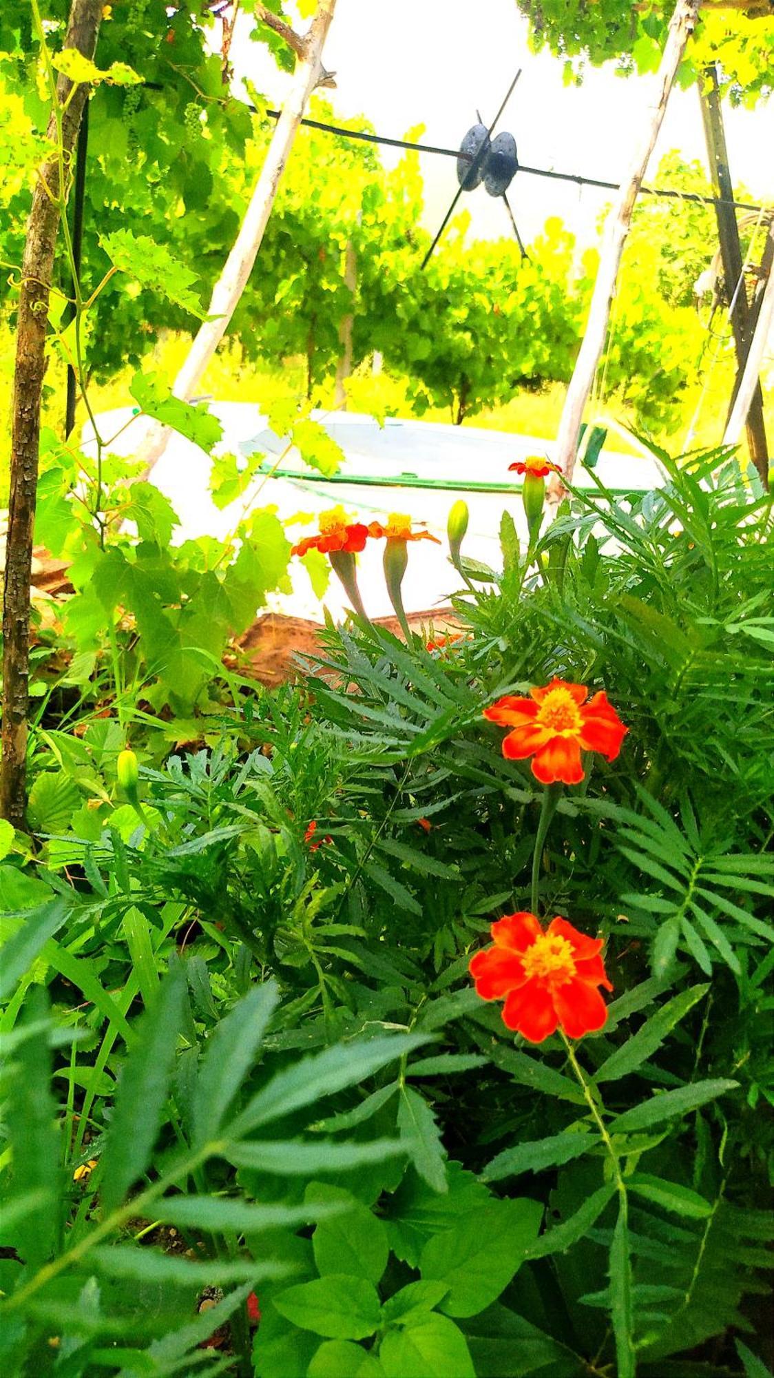 Spring Village Apartament