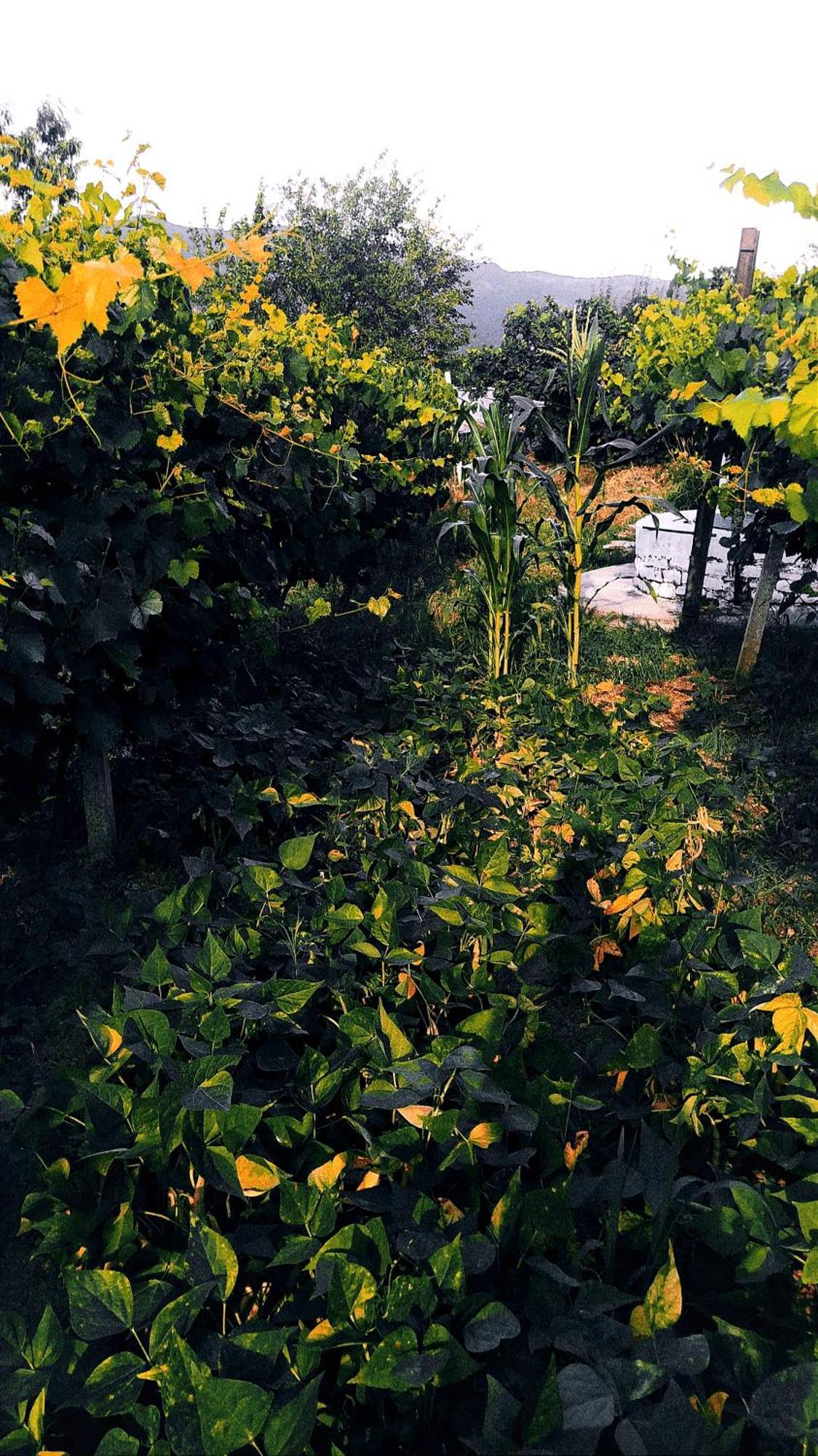 Appartamento Spring Village